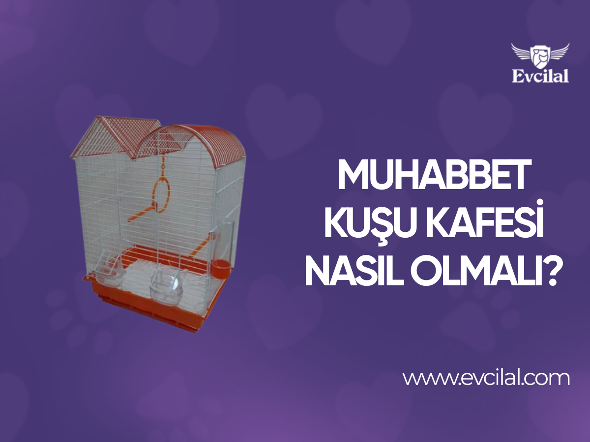 Muhabbet Kuşu Kafesi Nasıl Olmalı?