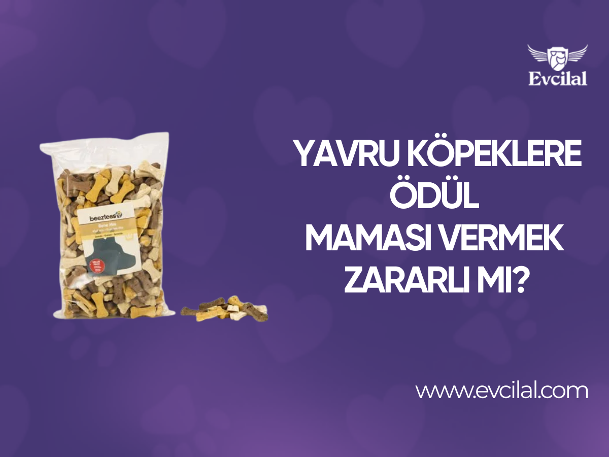 Yavru Köpeklere Köpek Ödül Maması Vermek Sakıncalı mı?