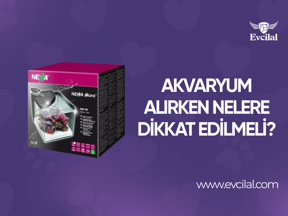 Akvaryum Alırken Nelere Dikkat Edilmeli?