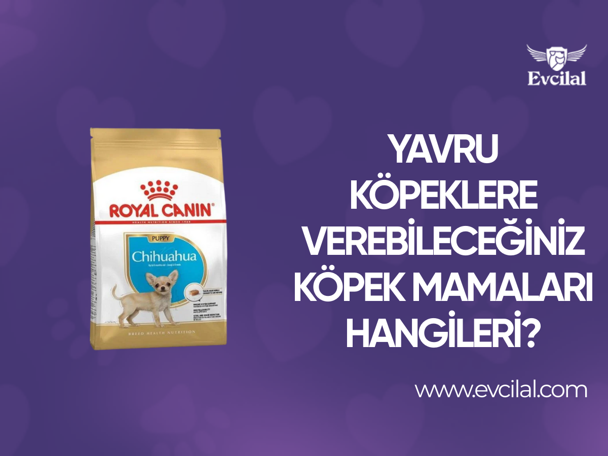 Yavru Köpeklere Verebileceğiniz Köpek Mamaları Hangileri?