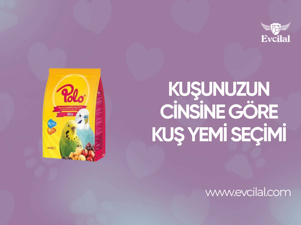 Kuşunuzun Cinsine Göre Kuş Yemi Seçimi