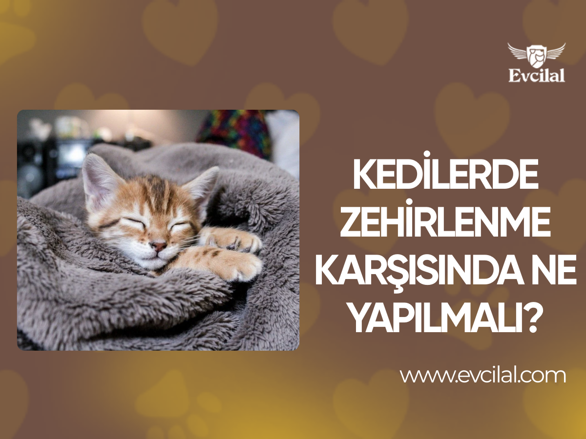 Kedilerde Zehirlenme Karşısında Ne Yapılmalı?