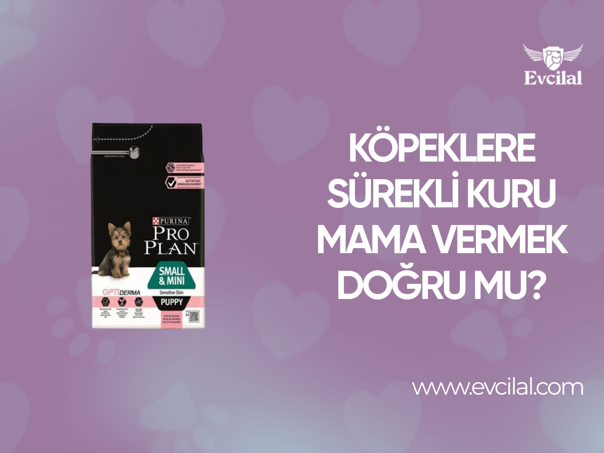Köpeklere Sürekli Kuru Mama Vermek Doğru mu?
