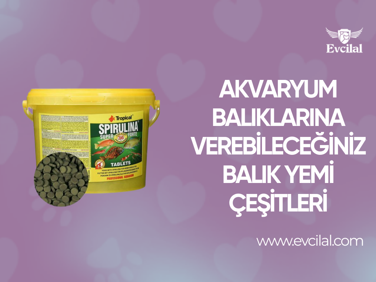 Akvaryum Balıklarına Verebileceğiniz Balık Yemi Çeşitleri