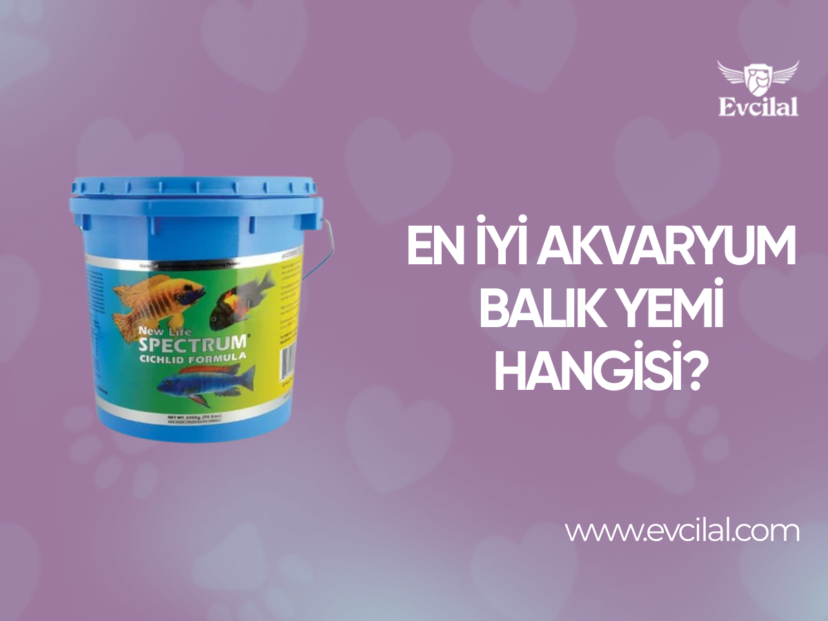 En İyi Akvaryum Balık Yemi Hangisi?