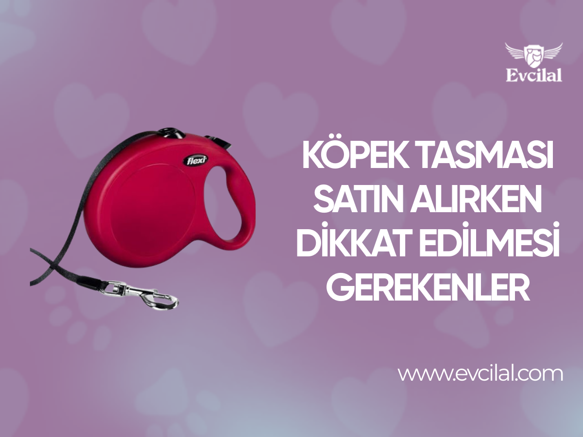 Köpek Tasması Satın Alırken Dikkat Edilmesi Gerekenler