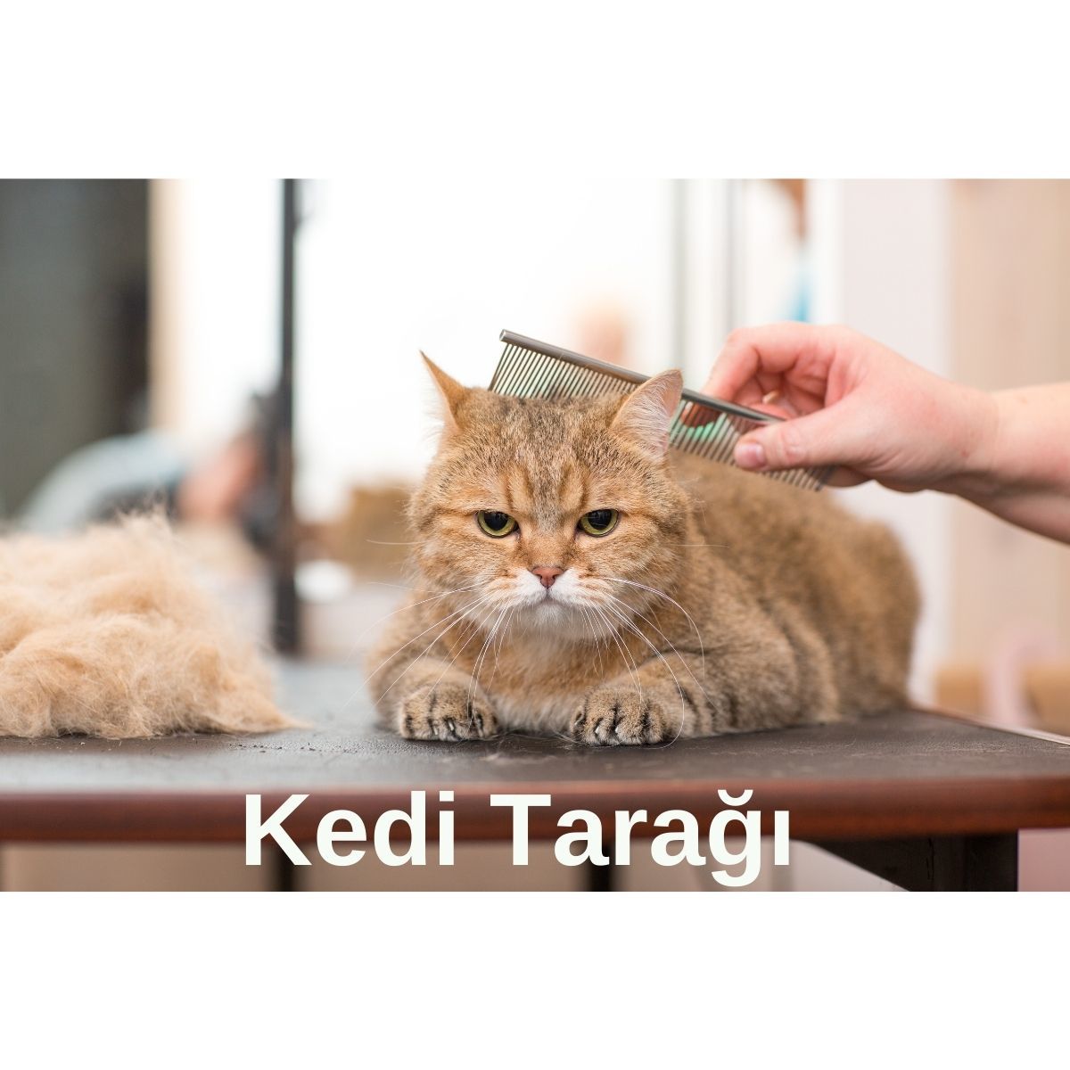 Kedi Tarağı Nasıl Olmalı?