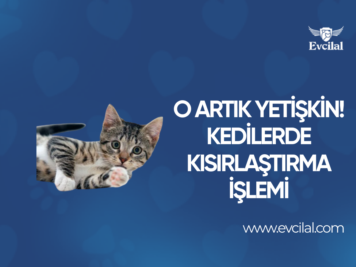 O Artık Yetişkin! Kedilerde Kısırlaştırma İşlemi