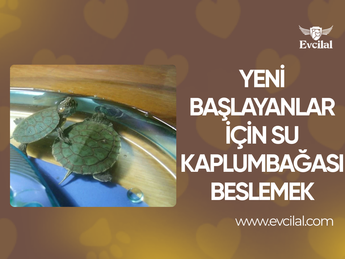 Yeni Başlayanlar İçin Su Kaplumbağası Beslemek