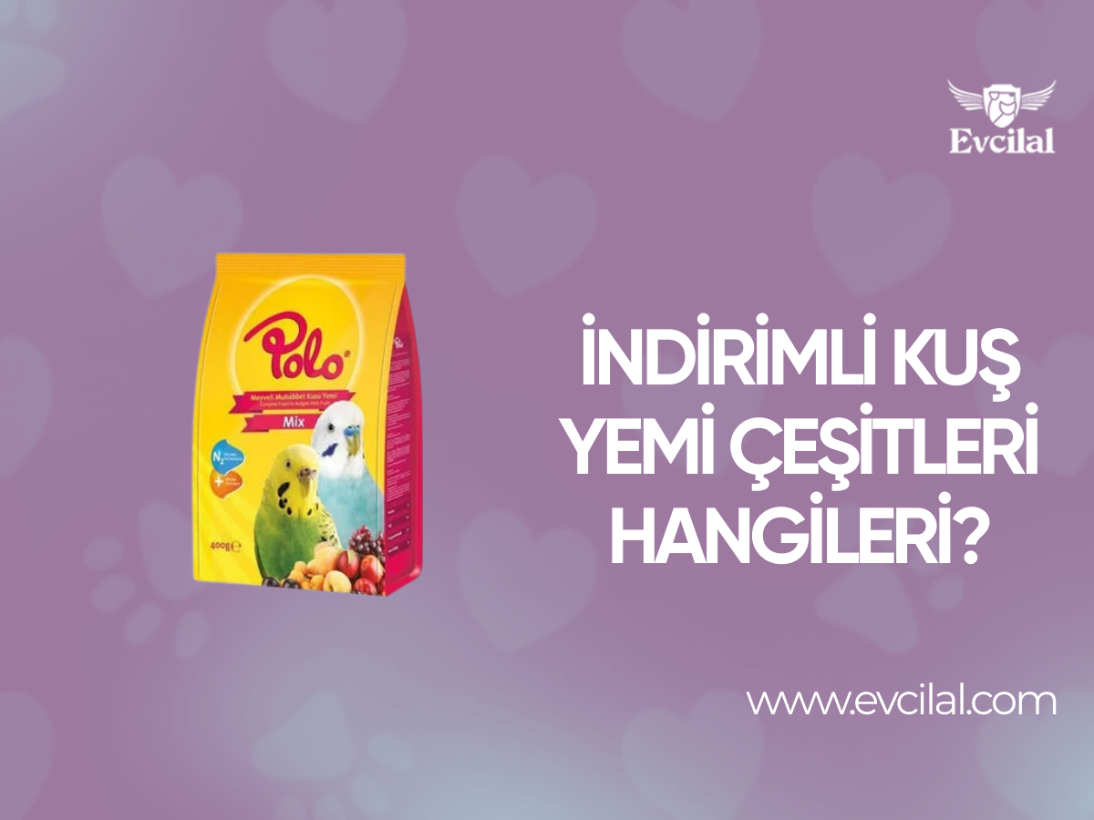 İndirimli Kuş Yemi Çeşitleri Hangileri?