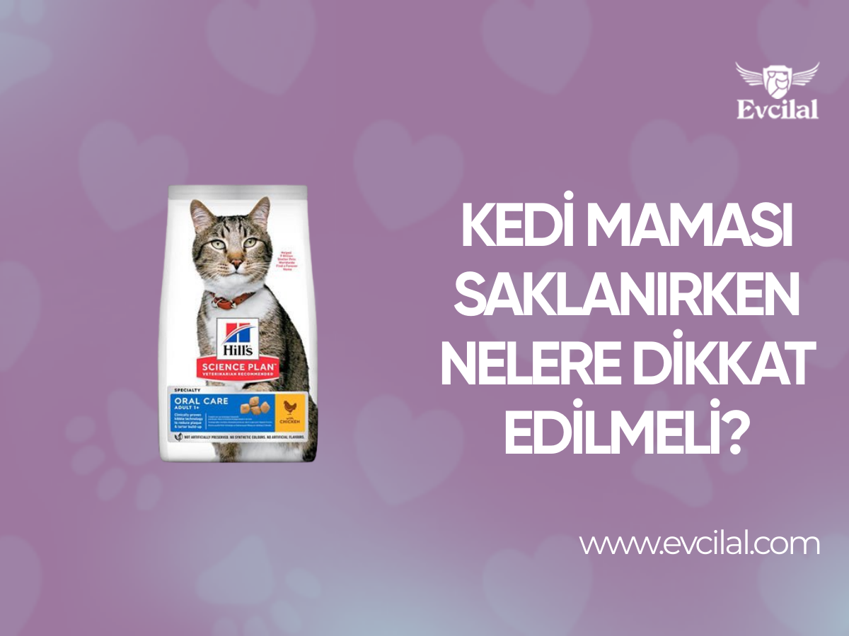 Kedi Maması Saklanırken Nelere Dikkat Edilmeli?