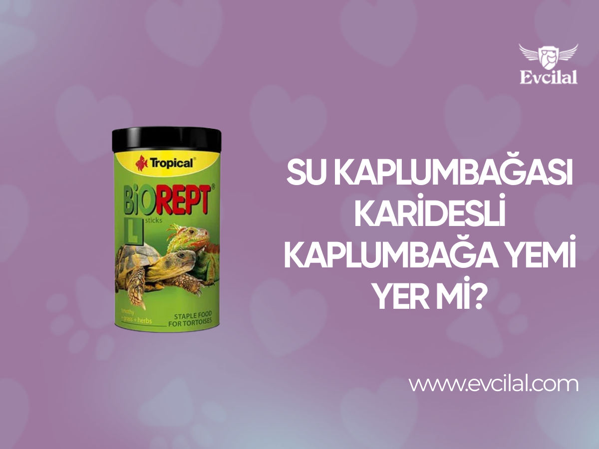 Su Kaplumbağası Karidesli Kaplumbağa Yemi Yer mi?