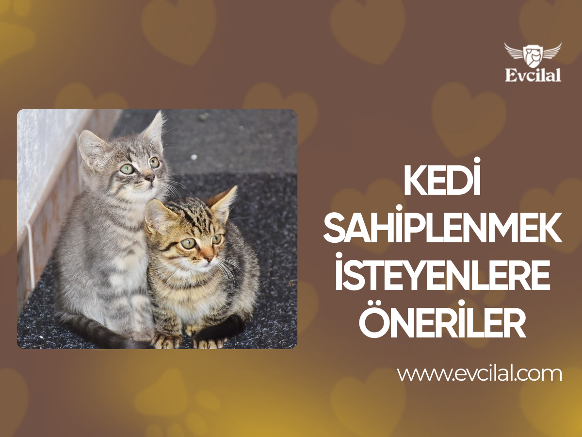 Kedi Sahiplenmek İsteyenlere Öneriler