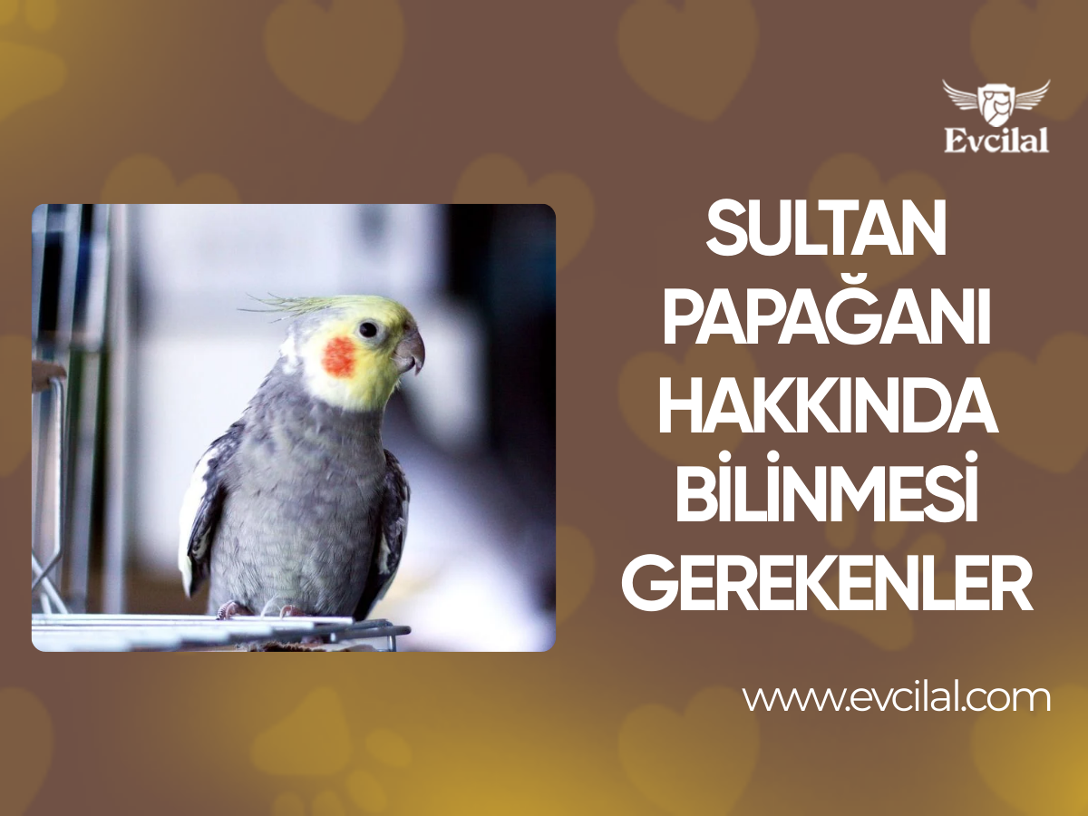 Sultan Papağanı Hakkında Bilinmesi Gerekenler