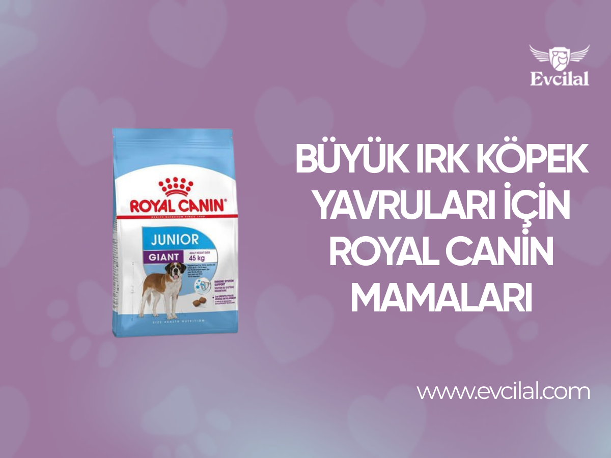 Büyük Irk Köpek Yavruları İçin Royal Canin Mamaları