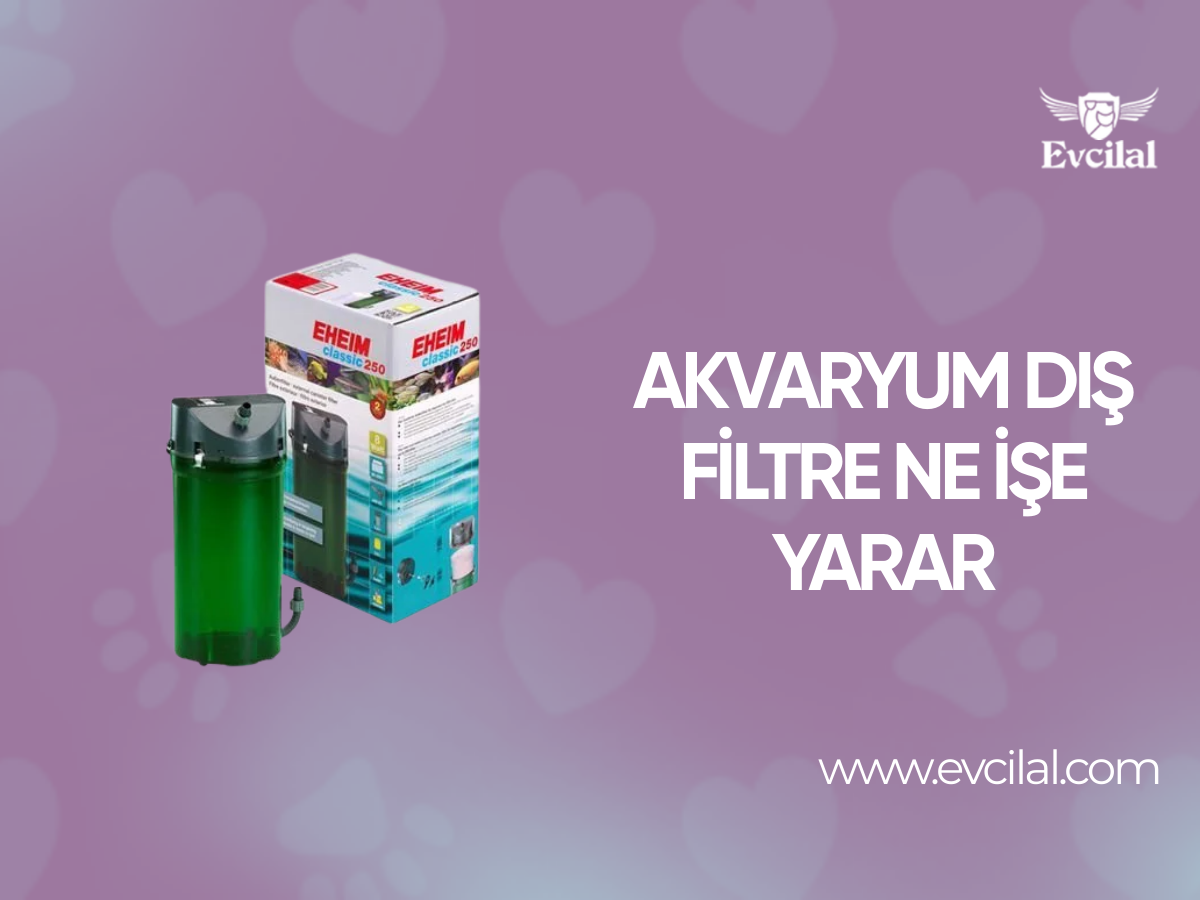 Akvaryum Dış Filtre Ne İşe Yarar