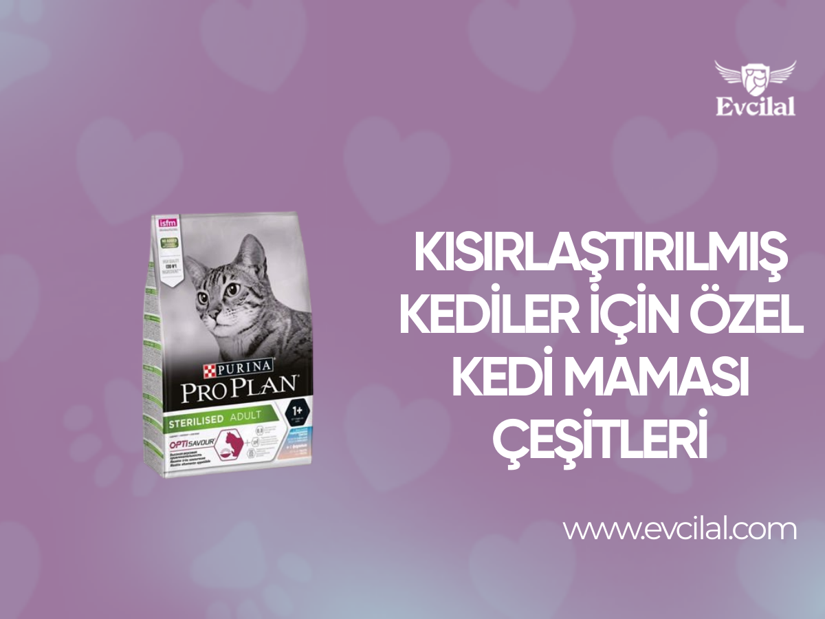Kısırlaştırılmış Kediler İçin Özel Kedi Maması Çeşitleri