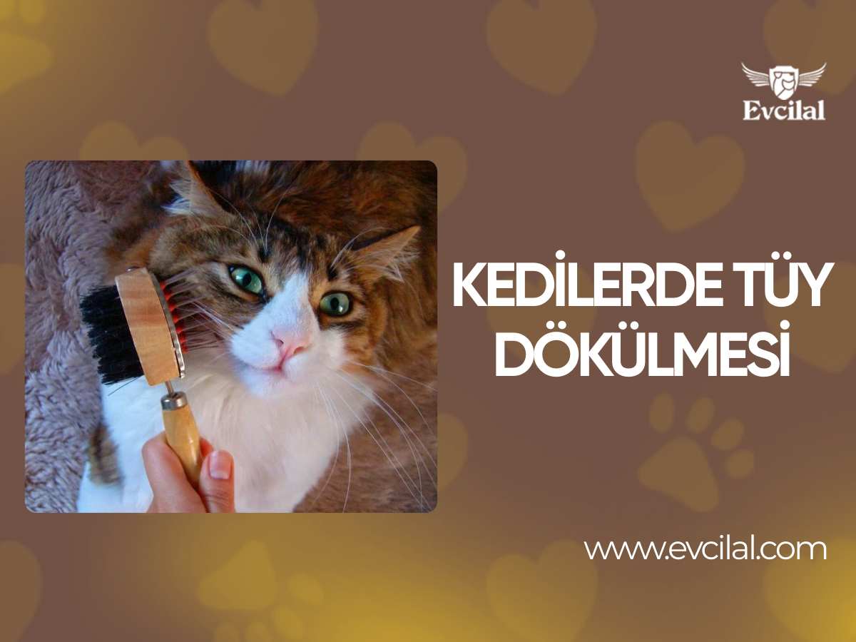 Kedilerde Tüy Dökülmesi