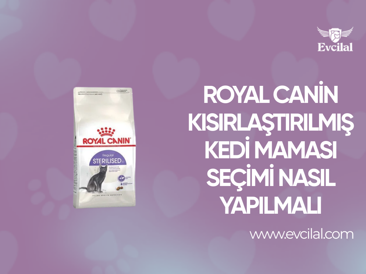 Royal Canin Kısırlaştırılmış Kedi Maması Seçimi Nasıl Yapılmalı