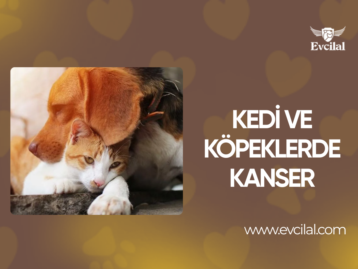 Kedi ve Köpeklerde Kanser