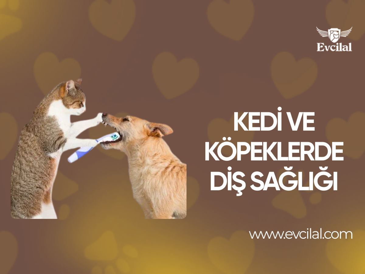 Kedi ve Köpeklerde Diş Sağlığı