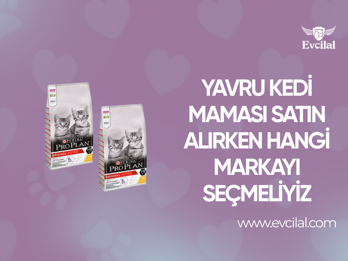 Yavru Kedi Maması Satın Alırken Hangi Markayı Seçmeliyiz?