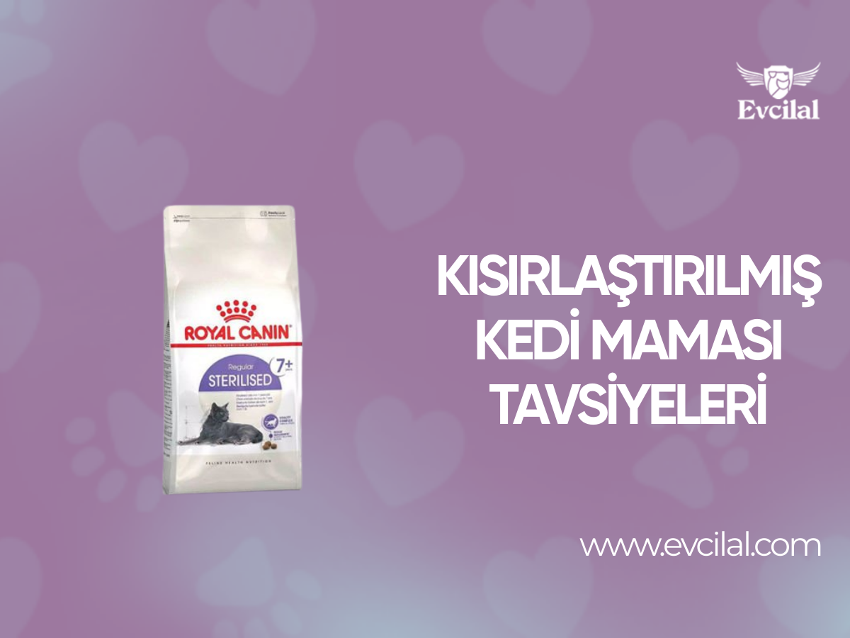 Kısırlaştırılmış Kedi Maması Tavsiyeleri