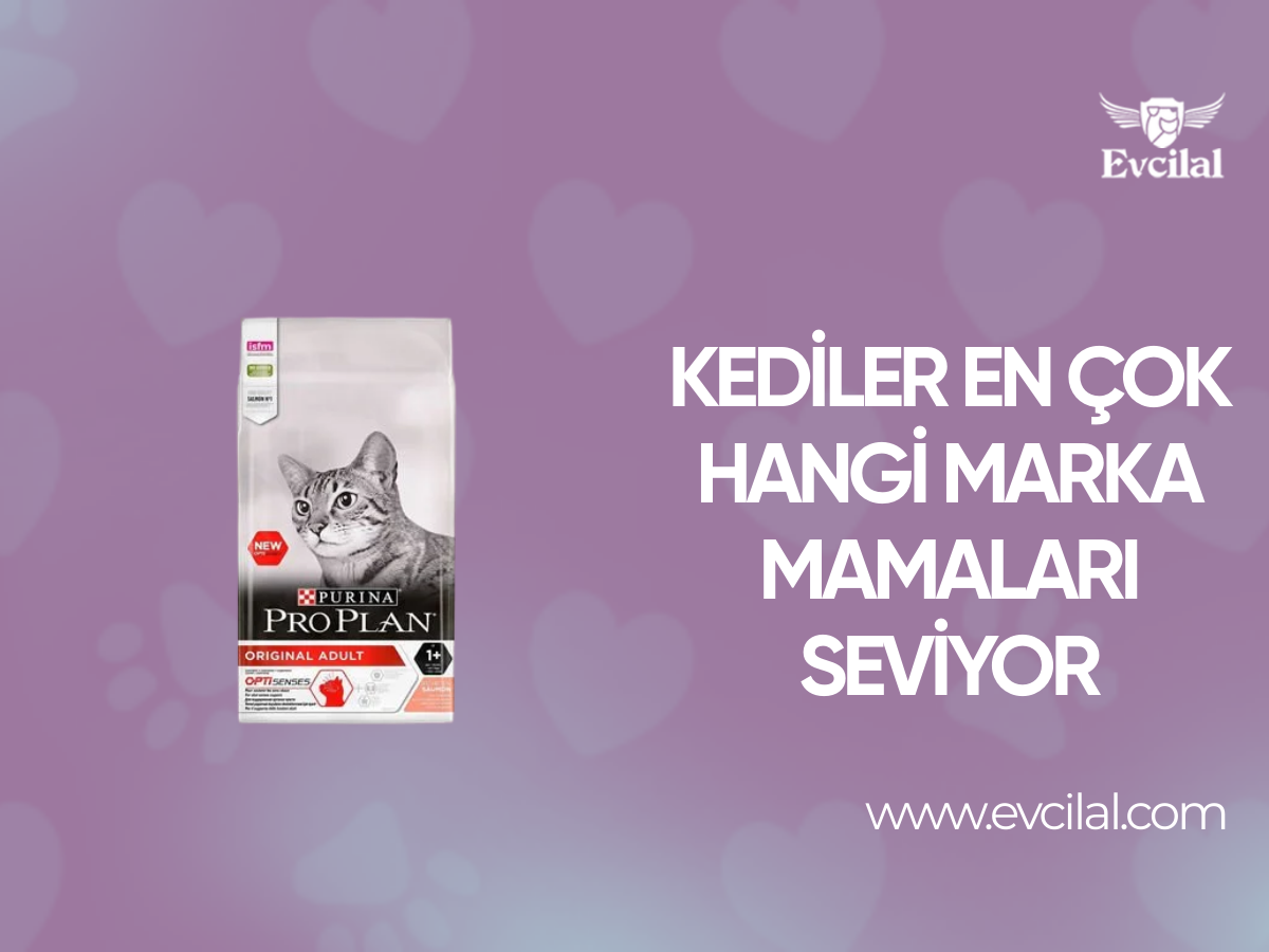 Kediler En Çok Hangi Marka Mamaları Seviyor