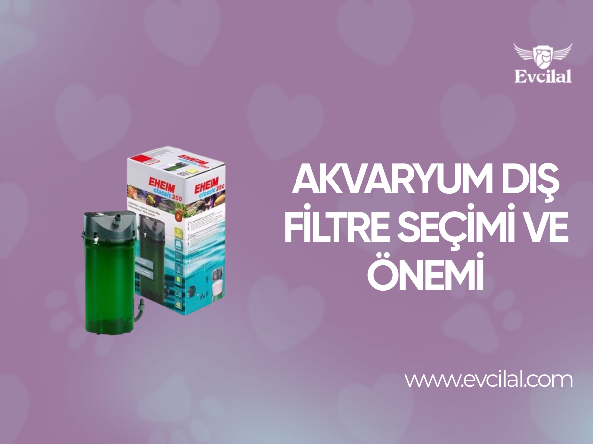 Akvaryum Dış Filtre Seçimi ve Önemi