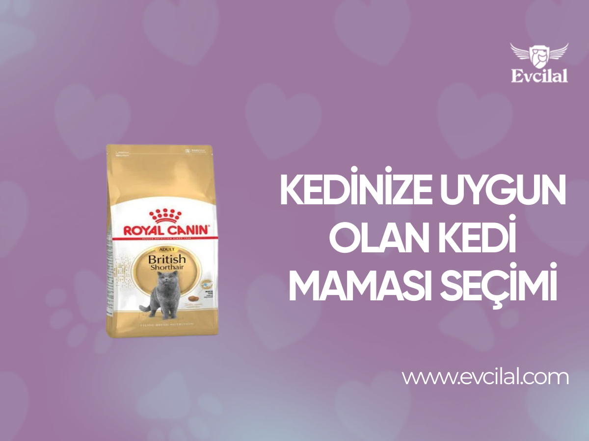 Kedinize Uygun Olan Kedi Maması Seçimi