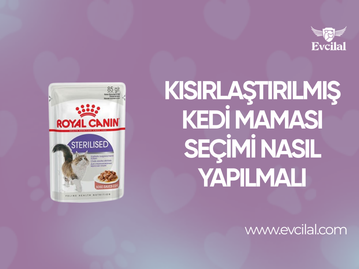 Kısırlaştırılmış Kedi Maması Seçimi Nasıl Yapılmalı