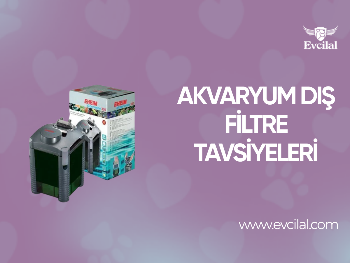 Akvaryum Dış Filtre Tavsiyeleri