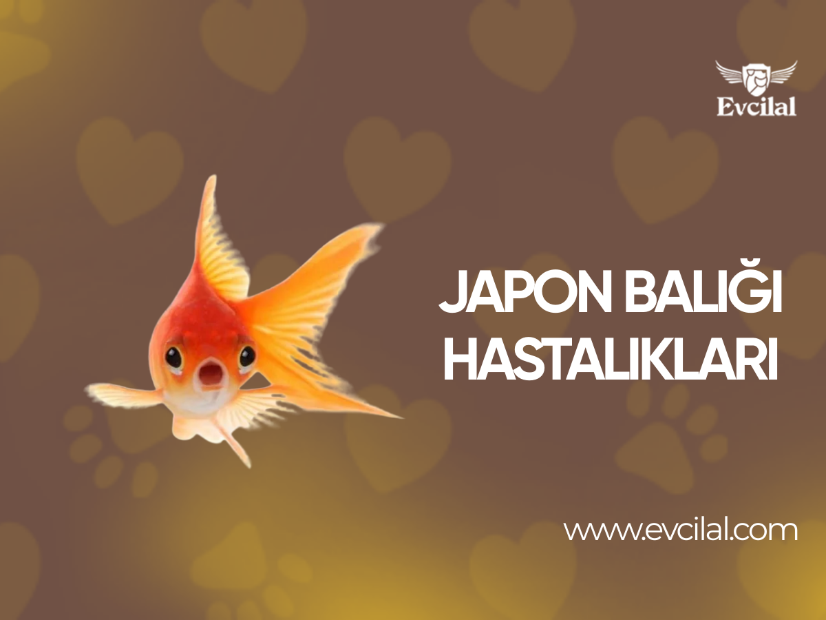 Japon Balığı Hastalıkları