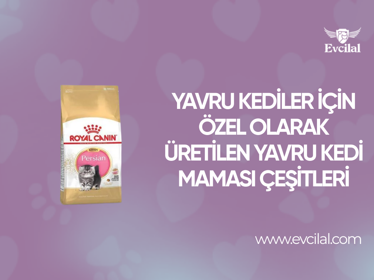 Yavru Kediler İçin Özel Olarak Üretilen Yavru Kedi Maması Çeşitleri