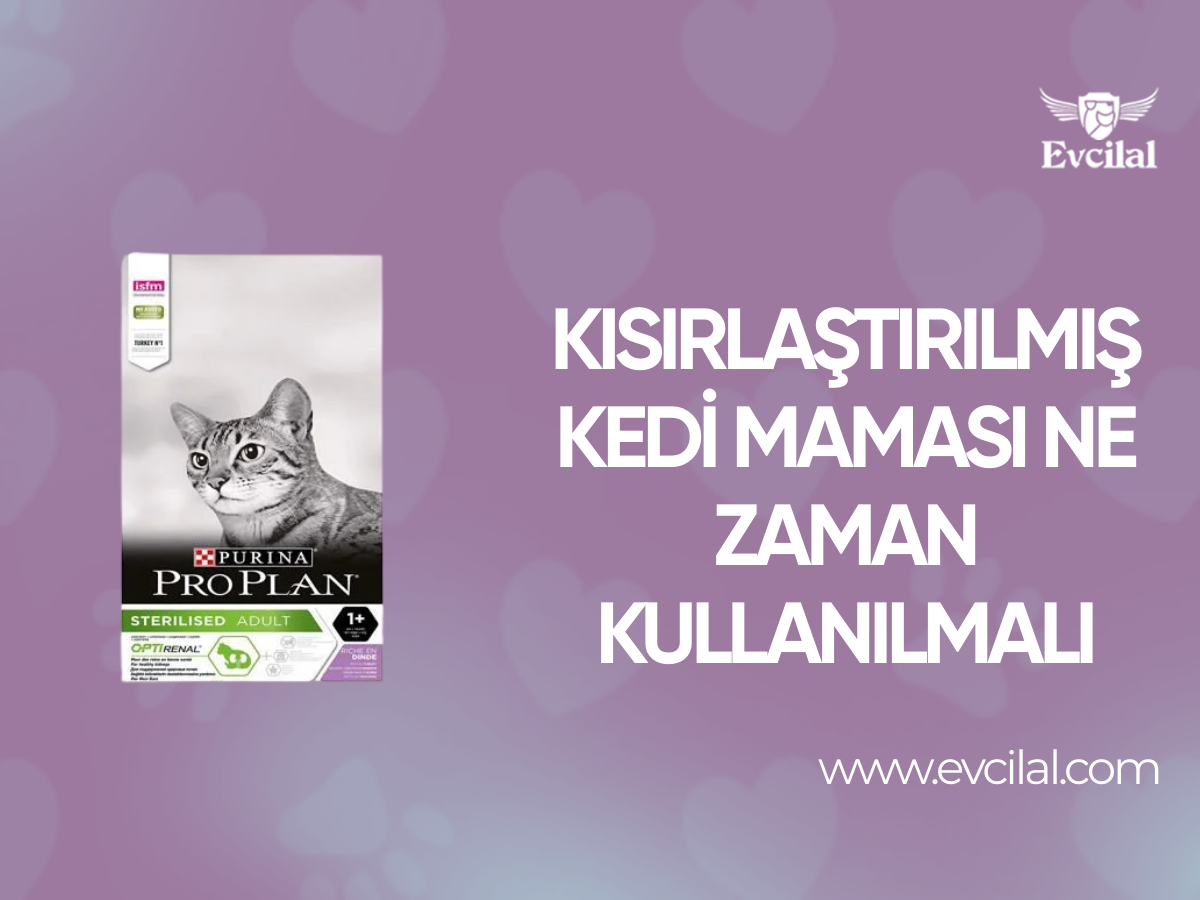Kısırlaştırılmış Kedi Maması Ne Zaman Kullanılmalı
