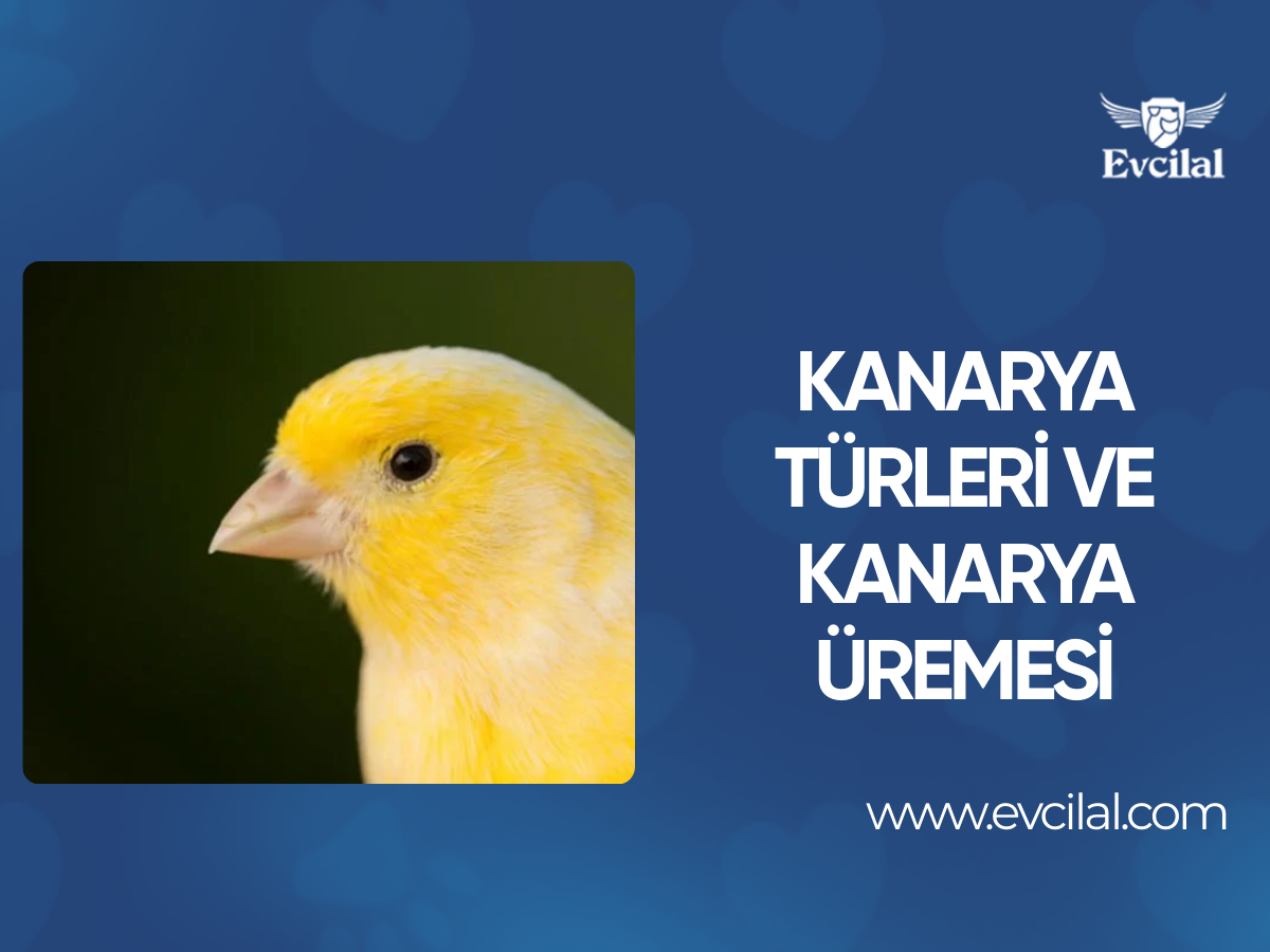 Kanarya Türleri ve Kanarya Üremesi