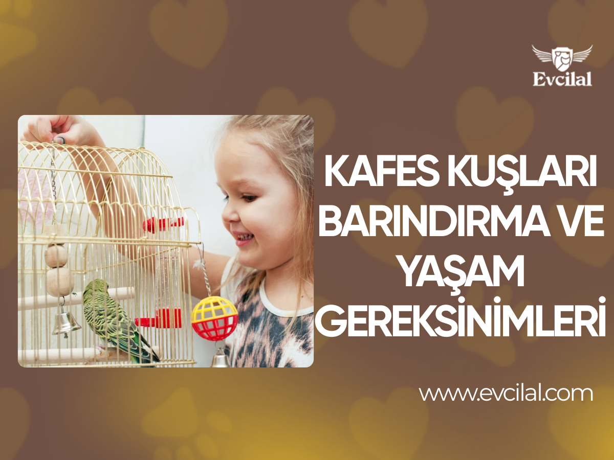 Kafes Kuşları Barındırma ve Yaşam Gereksinimleri