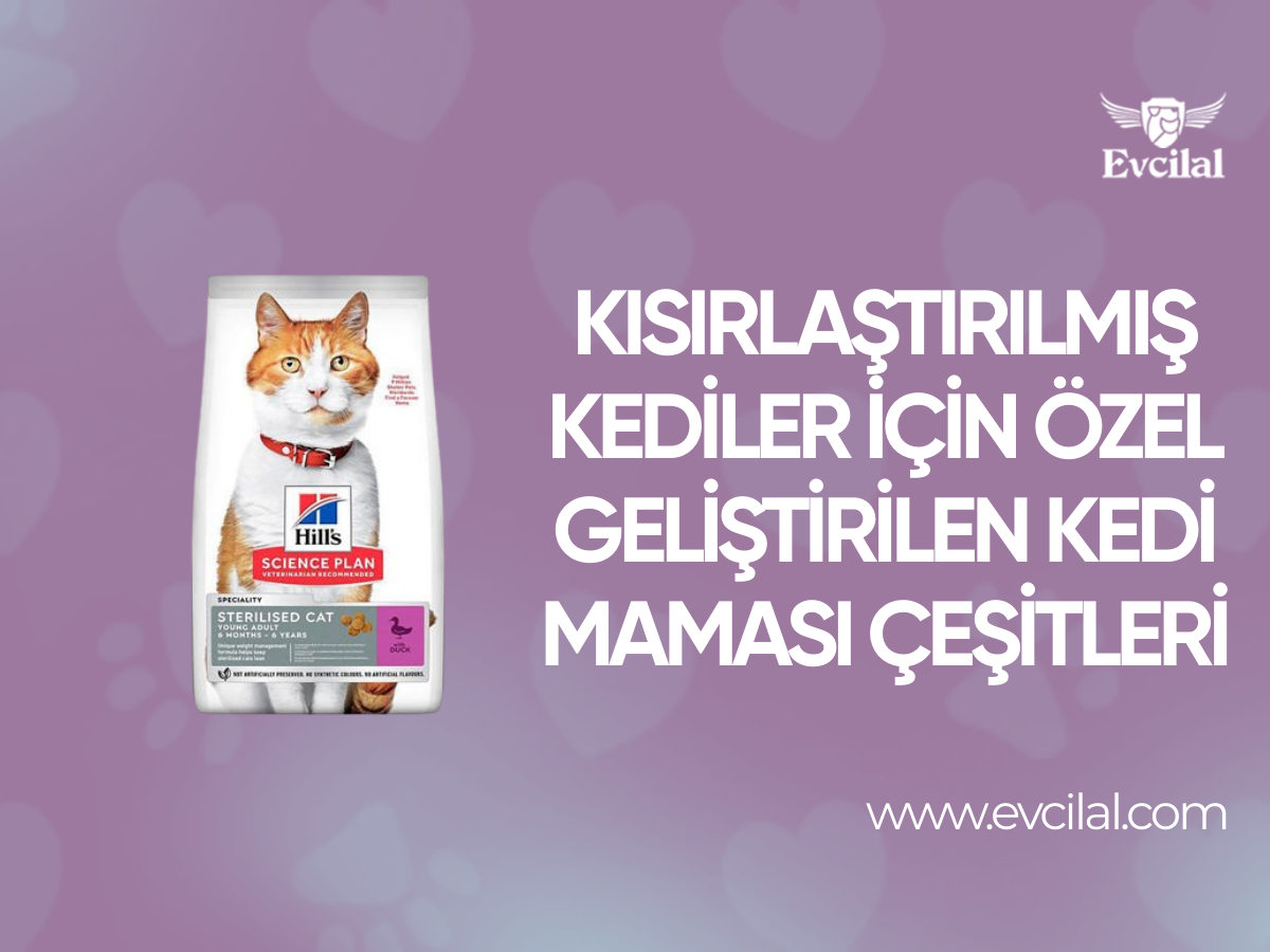 Kısırlaştırılmış Kediler İçin Özel Geliştirilen Kedi Maması Çeşitleri