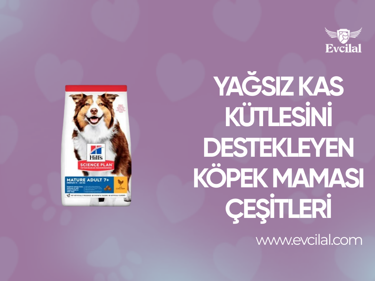 Yağsız Kas Kütlesini Destekleyen Köpek Maması Çeşitleri