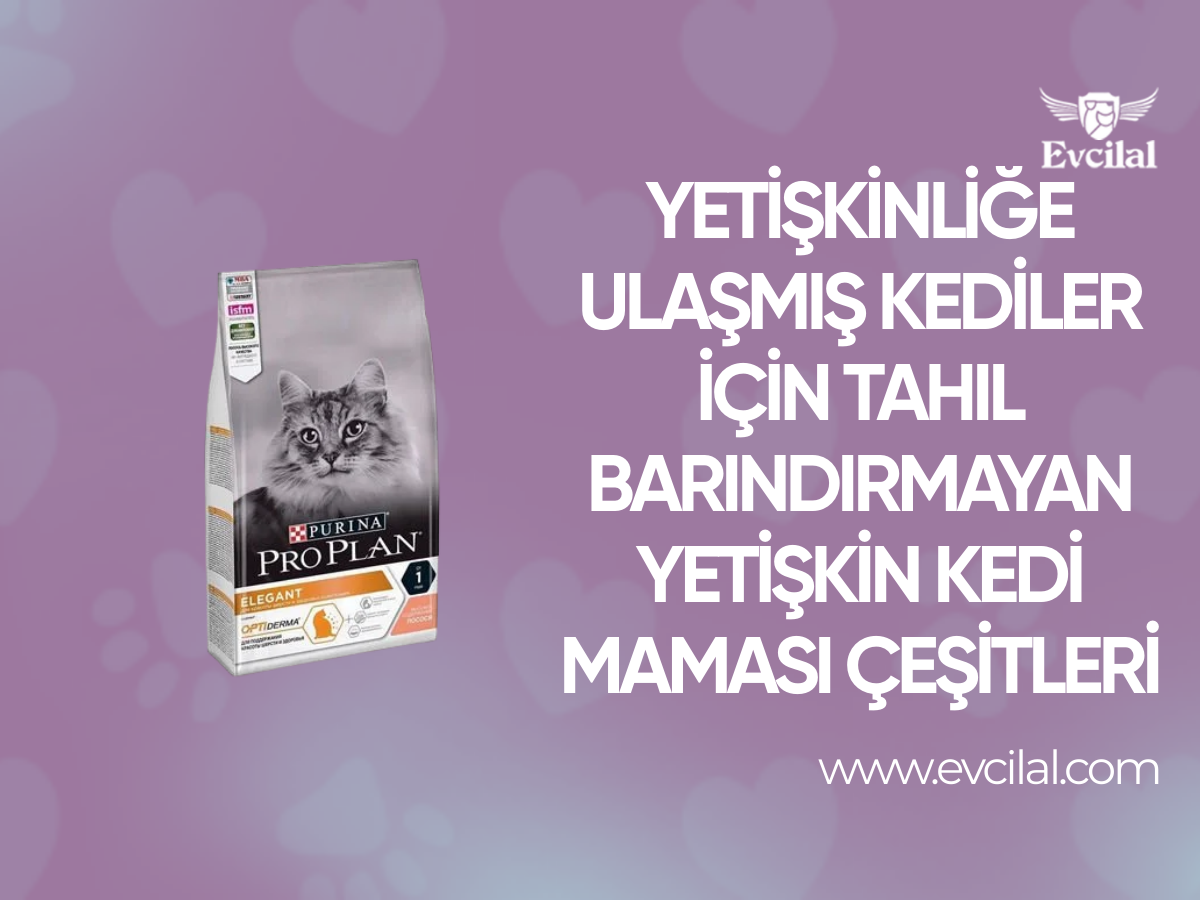 Yetişkinliğe Ulaşmış Kediler İçin Tahıl Barındırmayan Yetişkin Kedi Maması Çeşitleri