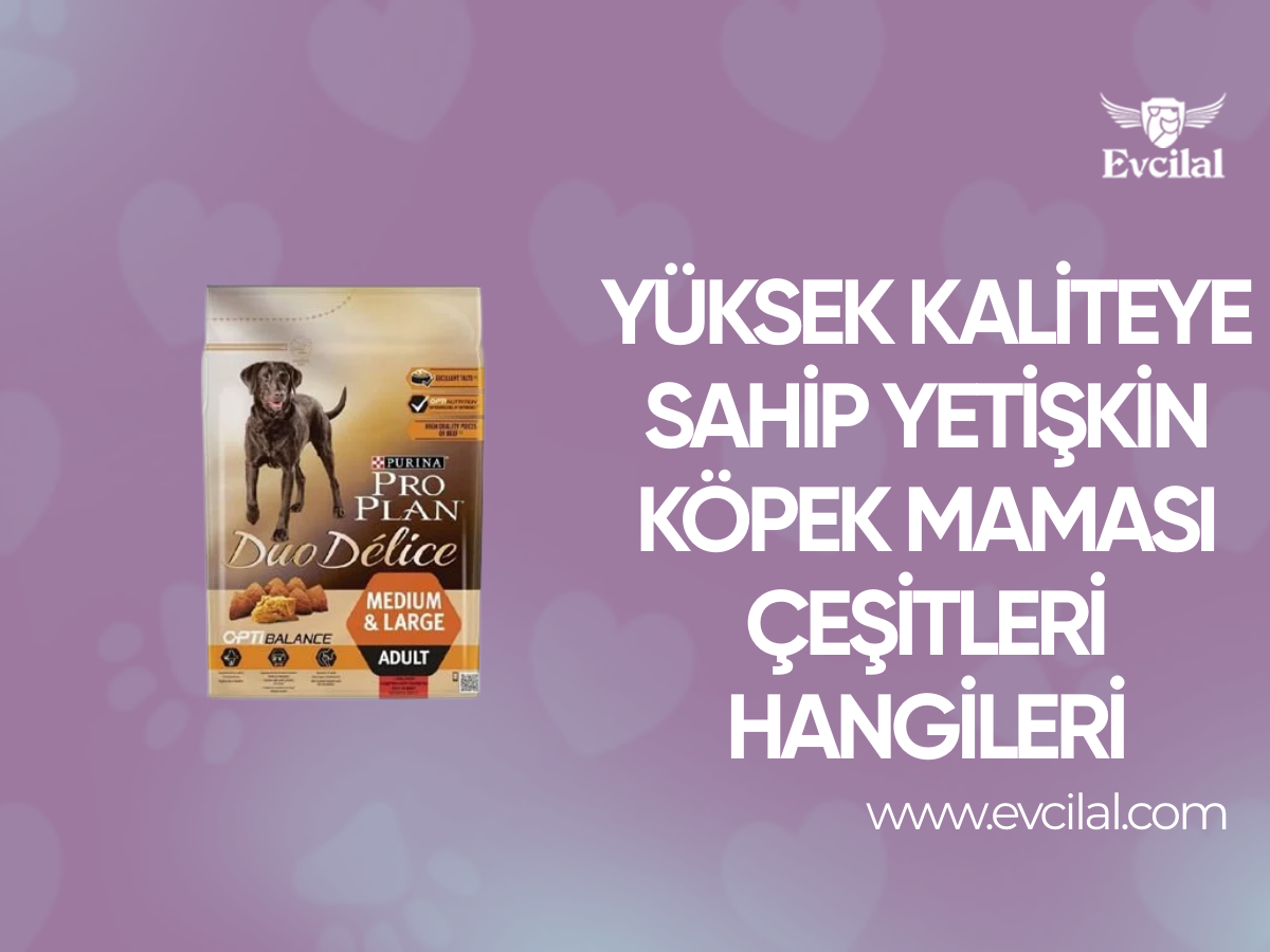 Yüksek Kaliteye Sahip Yetişkin Köpek Maması Çeşitleri Hangileri