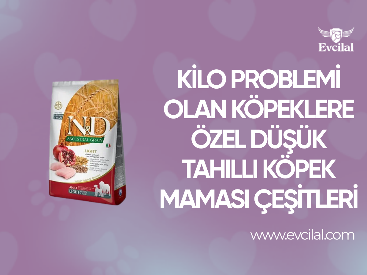 Kilo Problemi Olan Köpeklere Özel Düşük Tahıllı Köpek Maması Çeşitleri