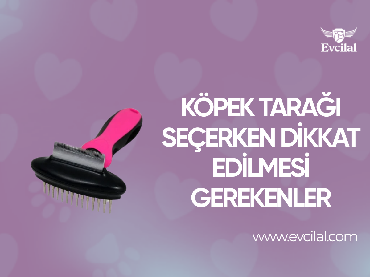 Köpek Tarağı Seçerken Dikkat Edilmesi Gerekenler