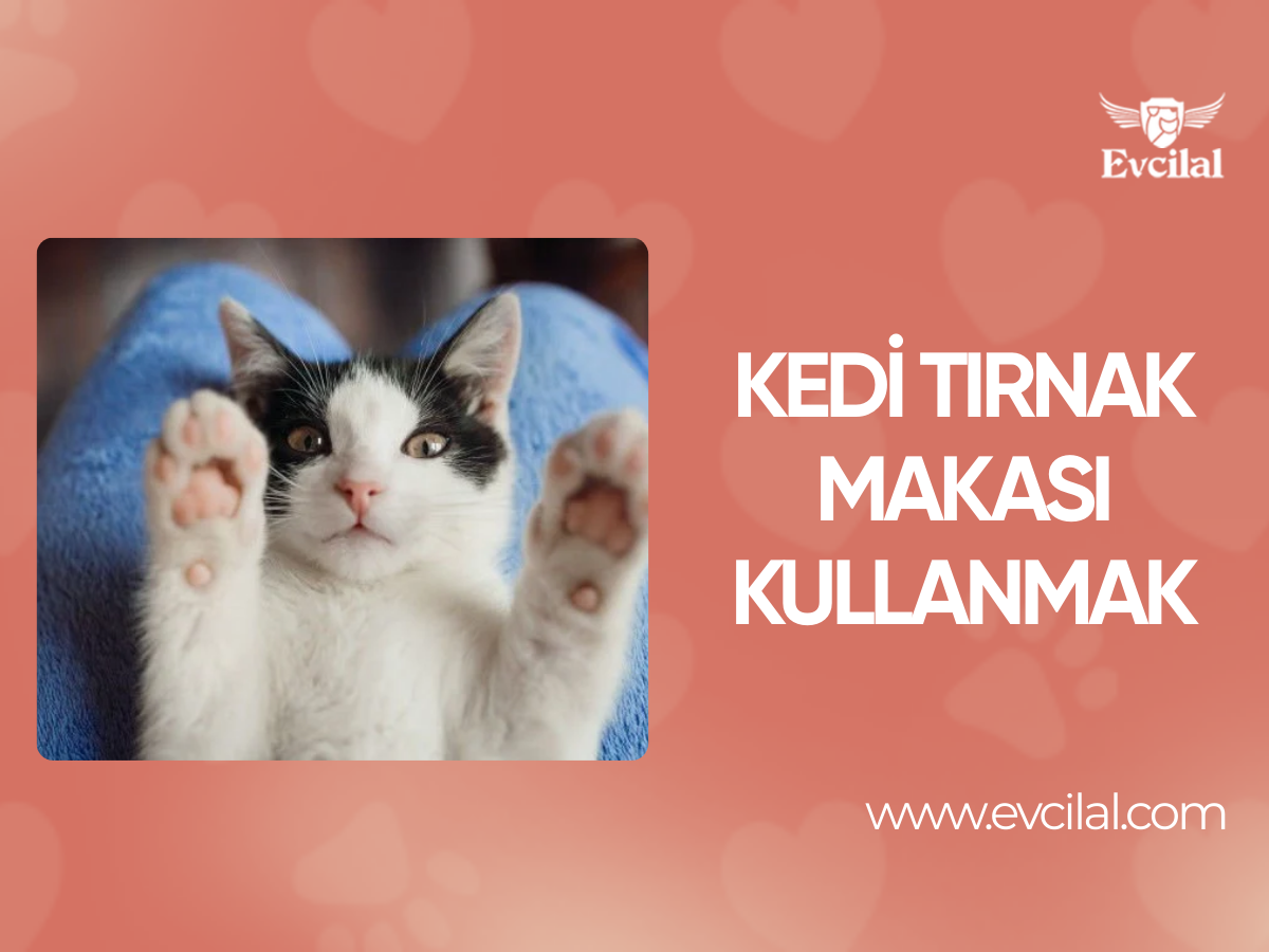 Kedi Tırnak Makası Kullanmak