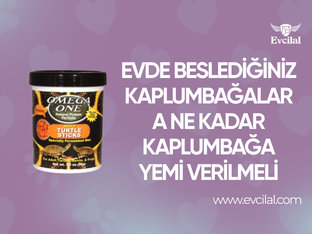 Evde Beslediğiniz Kaplumbağalara Ne Kadar Kaplumbağa Yemi Verilmeli