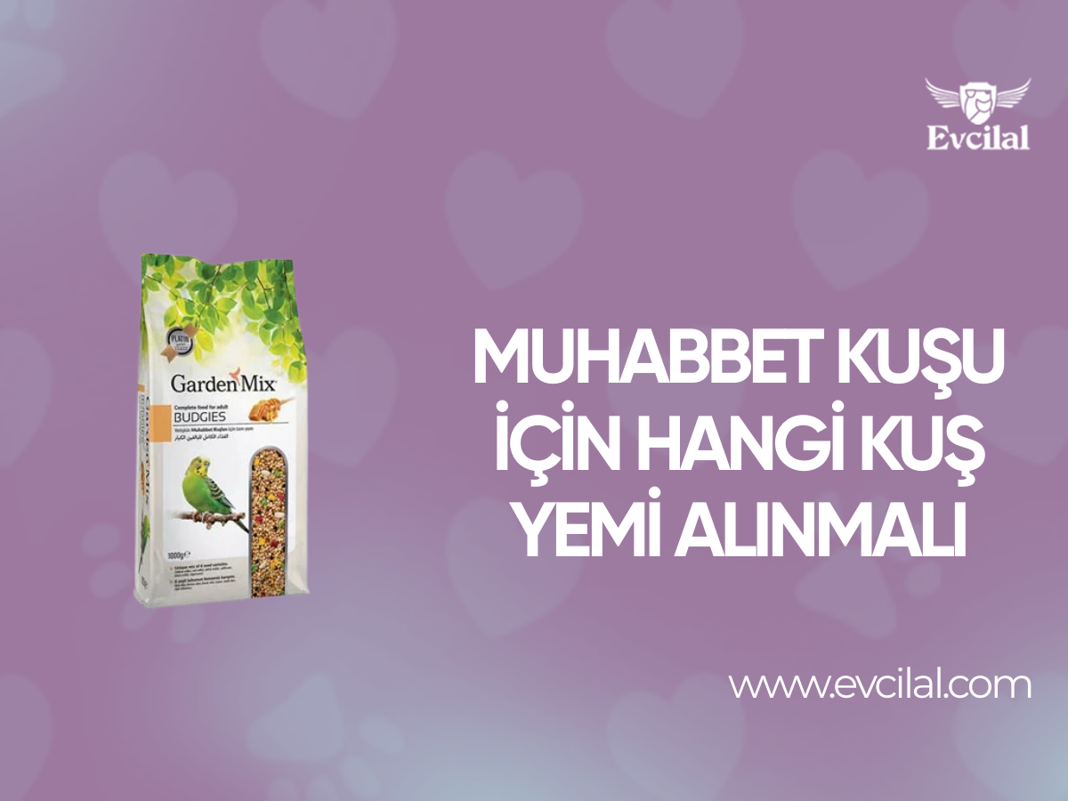 Muhabbet Kuşu İçin Hangi Kuş Yemi Alınmalı?