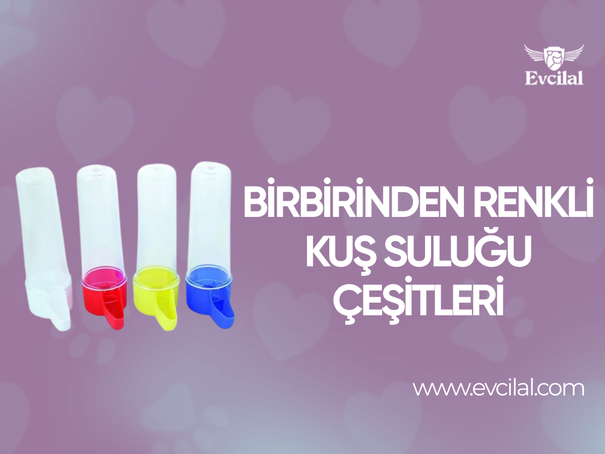 Birbirinden Renkli Kuş Suluğu Çeşitleri