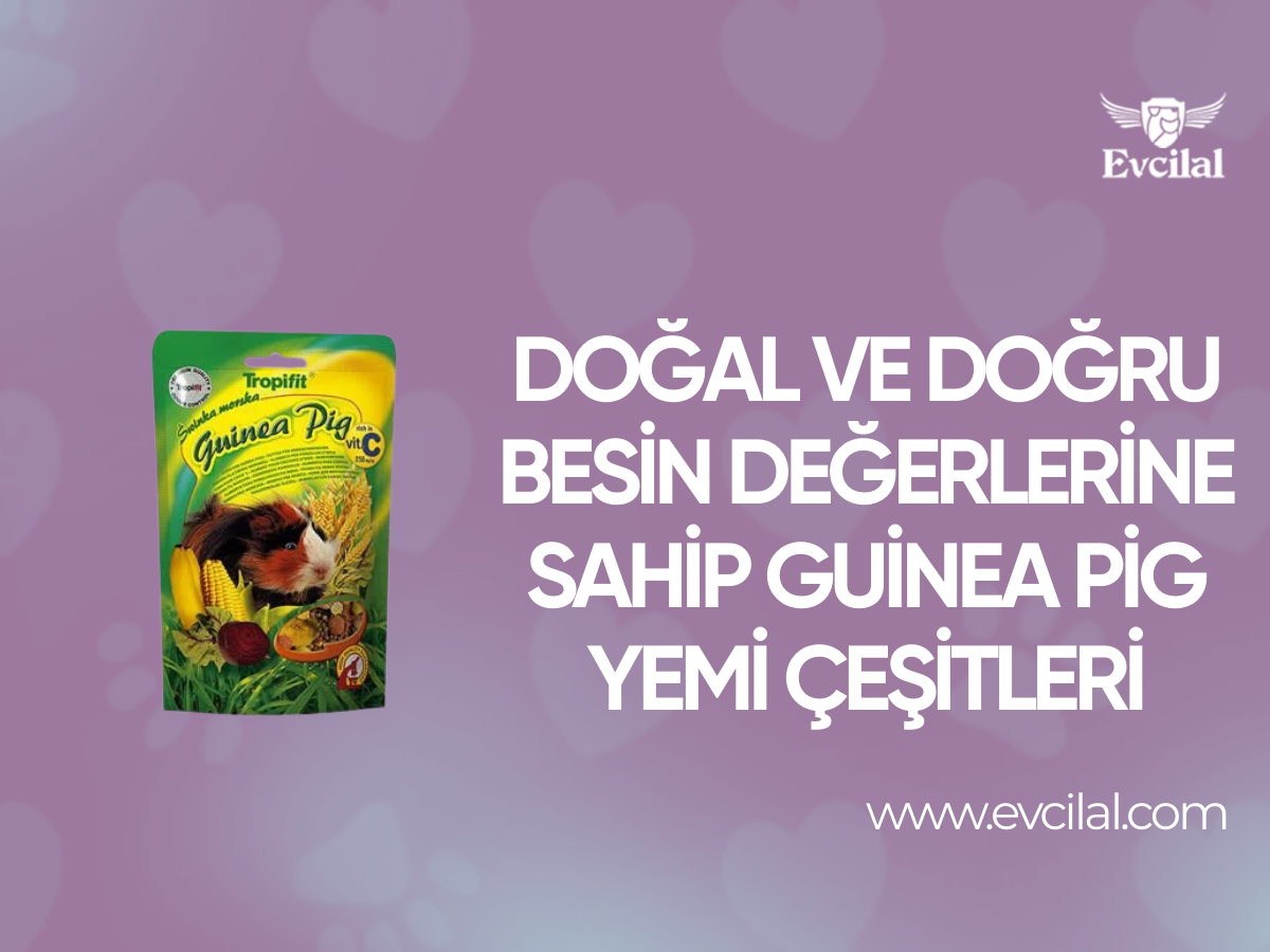 Doğal Ve Doğru Besin Değerlerine Sahip Guinea Pig Yemi Çeşitleri
