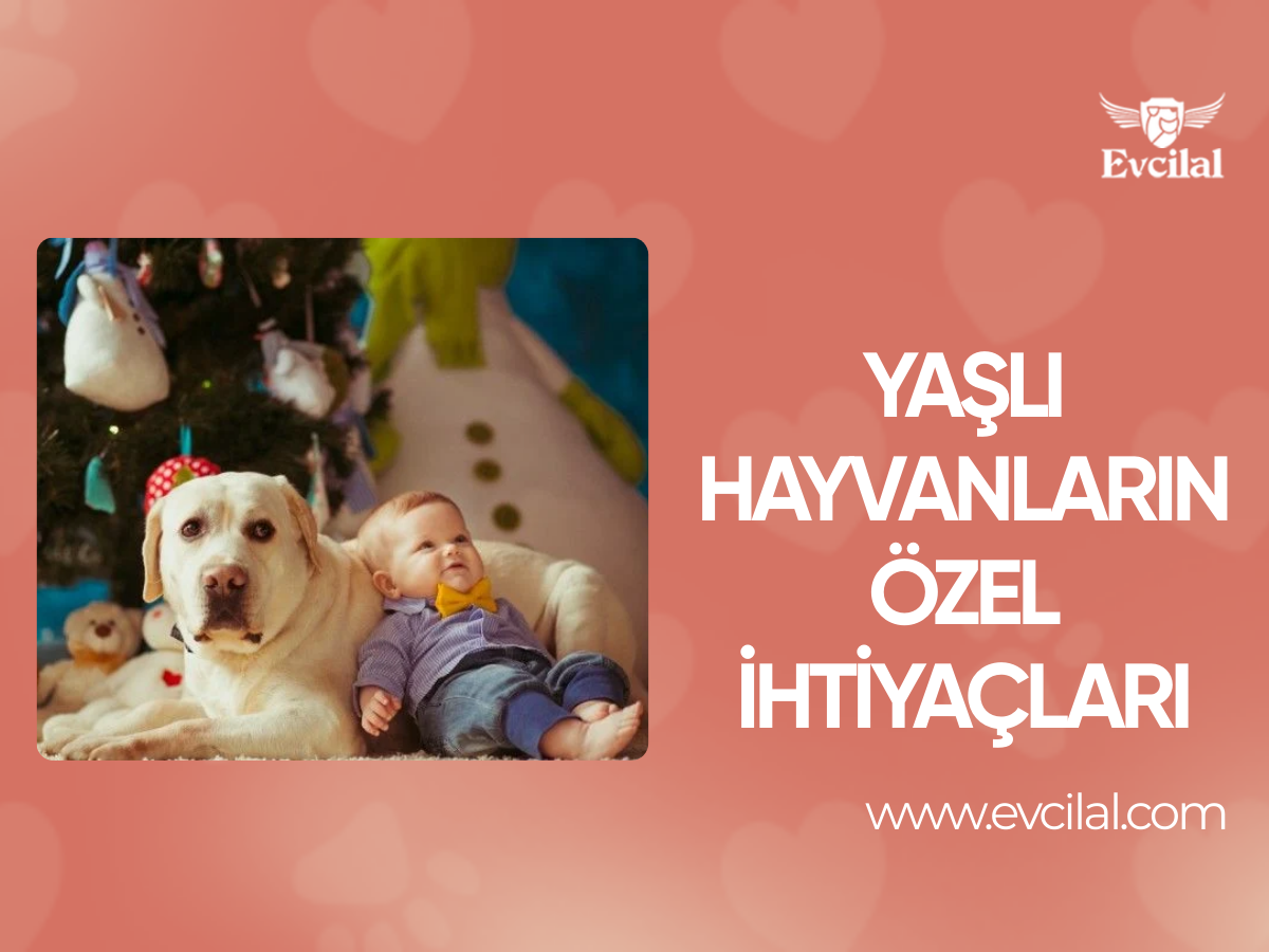 Yaşlı hayvanların özel ihtiyaçları