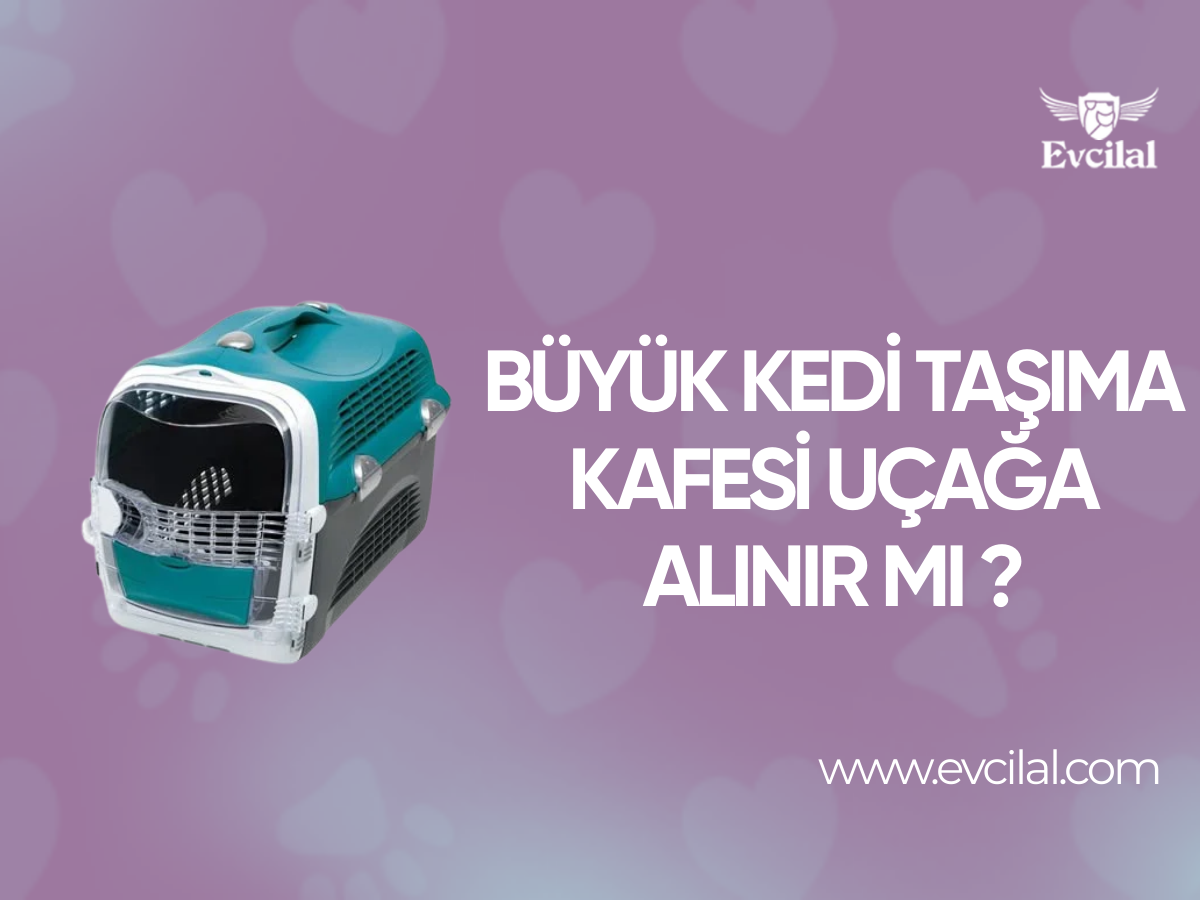 Büyük Kedi Taşıma Kafesi Uçağa Alınır Mı ?